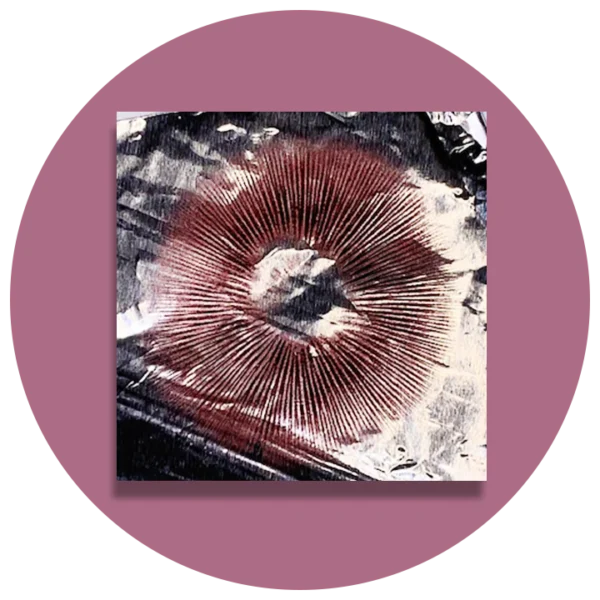Leucistic Treasure Coast Print